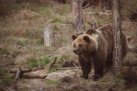 Un ours brun de 360 kg reçoit la plus grande couronne dentaire jamais fabriquée